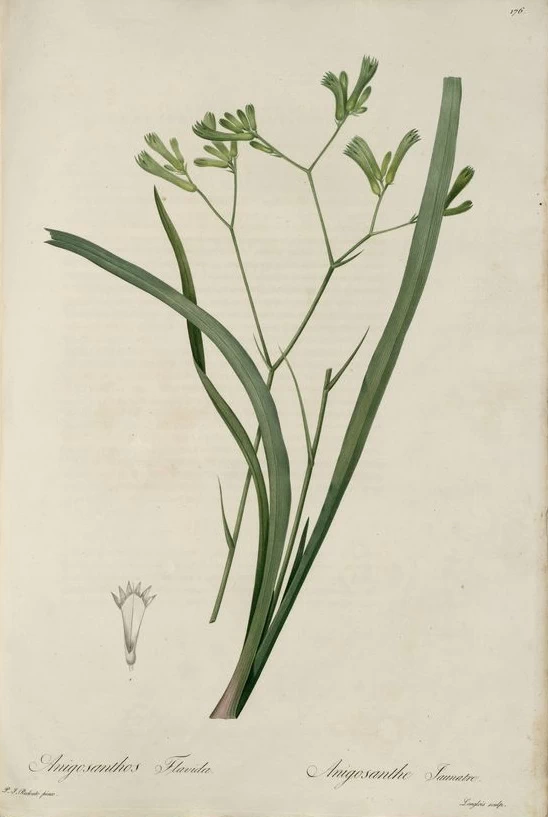 Anigozanthus flavidus